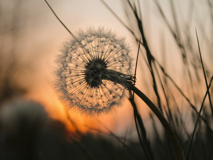 Pusteblume bei Sonnenuntergang